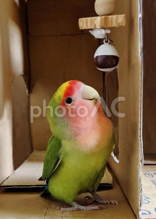 小鳥とおもちゃ コザクラインコ,かわいい,ラブバードの写真素材