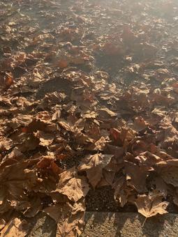 落ち葉 落ち葉の写真