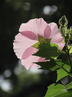 芙蓉f 芙蓉f 芙蓉,フヨウ,ピンクの花の写真素材