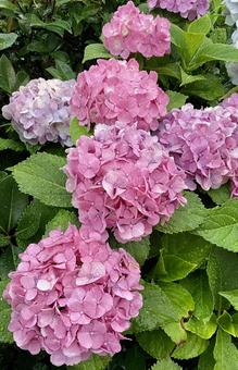 雨上がりの紫陽花(縦) 雨上がりの紫陽花(縦)の写真