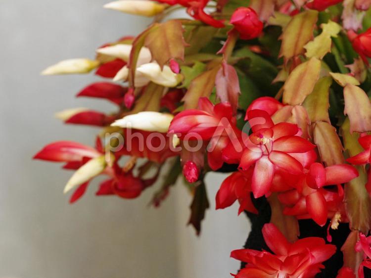 牙のような花の蕾 植物,シャコバサボテン,鉢植えの写真素材