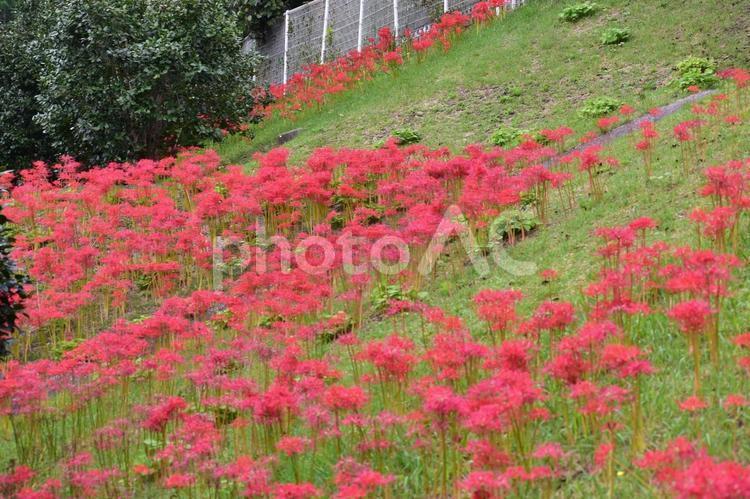 彼岸花　曼殊沙華　曼珠沙華 彼岸花,花,お彼岸の写真素材