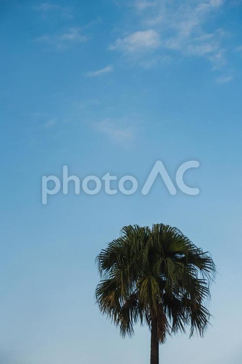 青空とヤシの木　2 ヤシの木,青空,南国の写真素材