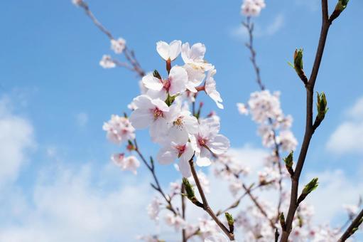 cherry blossoms, JPG cherry blossoms, JPG