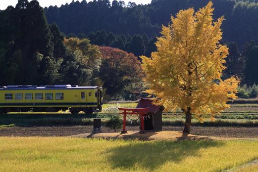 いすみ鉄道の秋旅行 いすみ鉄道の秋旅行 鉄道,交通,乗り物の写真素材