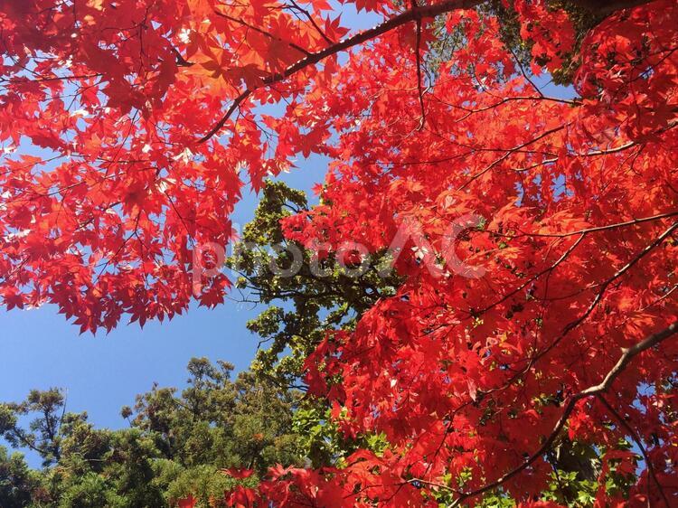 もみじ もみじ,紅葉,秋の写真素材