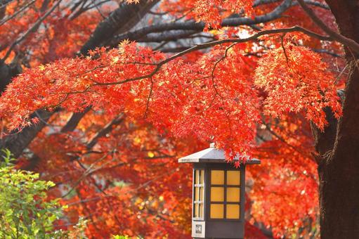 Burning autumn, JPG Burning autumn, autumn leaves, yellow leaves, red, JPG
