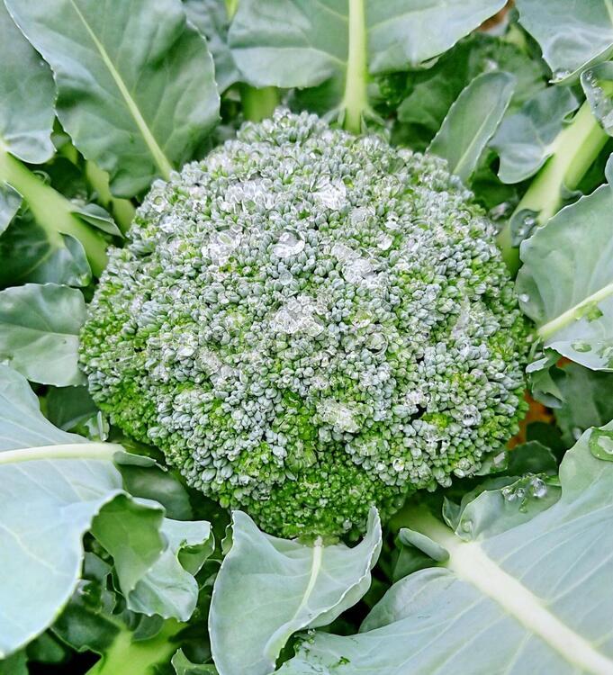 雨上がりの収穫 フード,葉,植物の写真素材