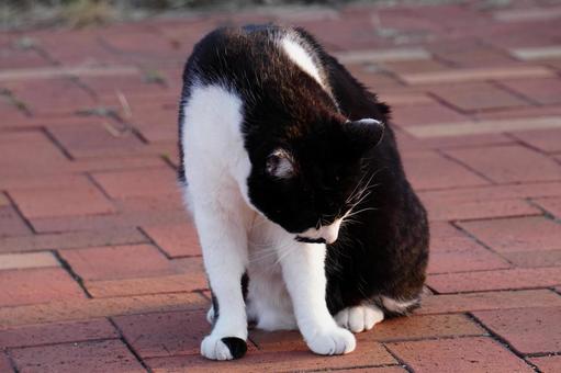 ねこ ねこの写真