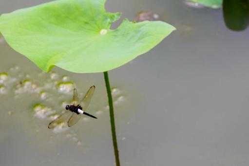 Photo, dragonfly, pseudothemis dragonfly, insect, 
