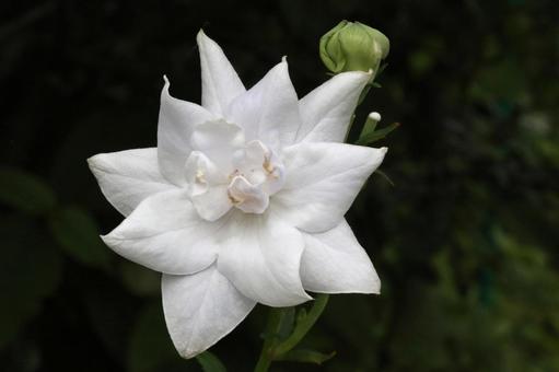 白いキキョウの花 白いキキョウの花の写真