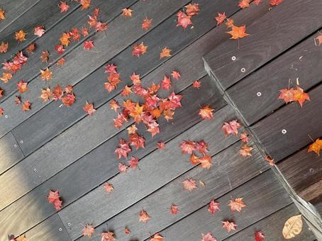 紅葉の絨毯 紅葉の絨毯 紅葉,もみじ,秋の写真素材