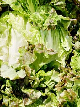 野菜・レタス 野菜・レタス レタス,サラダ,野菜の写真素材