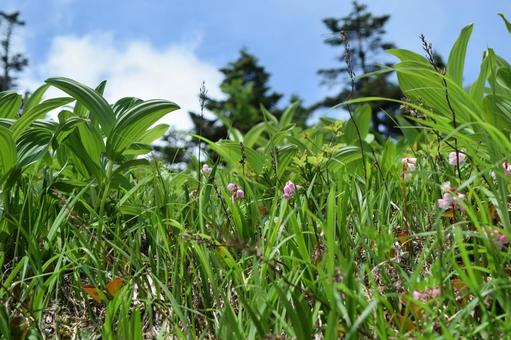 苗場山登山 苗場山登山 苗場山,百名山,イワカガミの写真素材