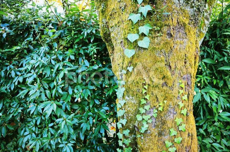 右寄りのツタが巻き付いた木 ツタ,つる,木の写真素材
