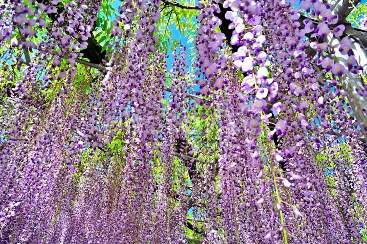 藤の花（栃木あしかがフラワーパーク） 花,藤,ふじの写真素材