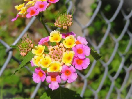 ランタナの花 アップ ランタナの花 アップの写真