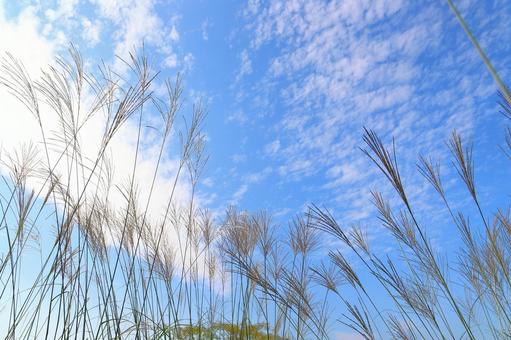すすき　青空　白い雲 ススキ,空,青空の写真素材