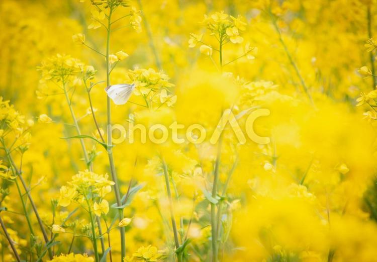 菜の花とちょうちょ 菜の花,春,ちょうちょの写真素材