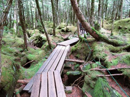 Photo, one-shot forest, wooden road, mountain, 