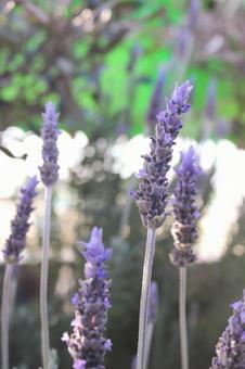 Photo, lavender, purple, fragrance, 