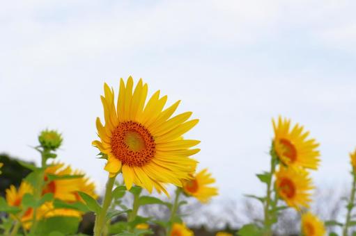 白い雲が覆う空 ひまわり 白い雲が覆う空 ひまわりの写真