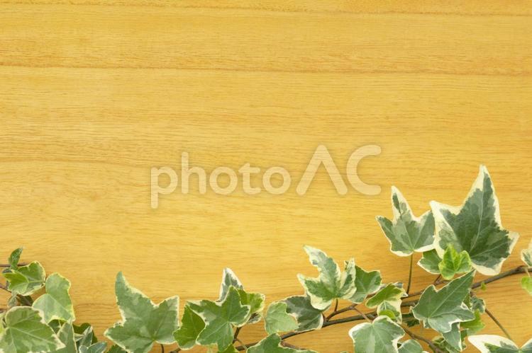 植物と木目の板の背景素材 植物,ツタ,アイビーの写真素材