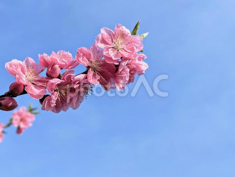 春晴れの空とハナモモ 植物,春,ハナモモの写真素材