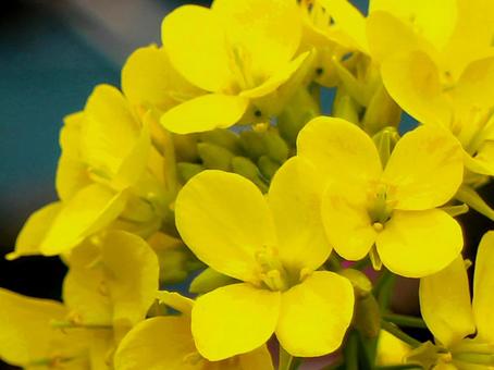 日本の花 日本の花の写真
