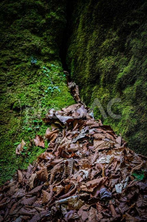 北海道　支笏湖　苔の回廊 北海道,hokkaido,支笏湖の写真素材