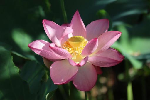太陽の光りのあたるピンクの蓮の花のアップ 太陽の光りのあたるピンクの蓮の花のアップの写真