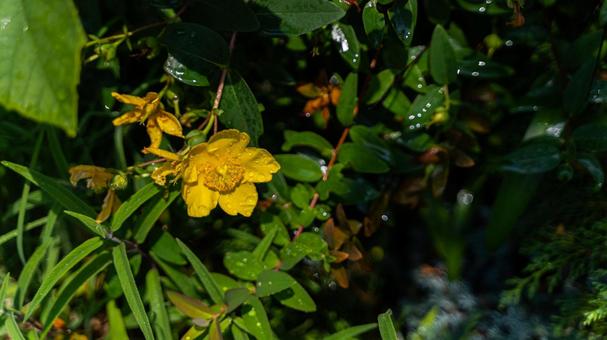 花 花の写真
