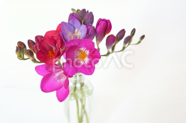 瓶にさした赤、ピンク、紫のフリージアの花 フリージア,カラフル,切り花の写真素材