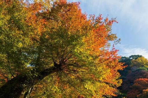 紅葉風景 紅葉風景,紅葉,箕面の写真素材