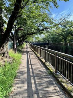 夏の小道 夏の小道の写真
