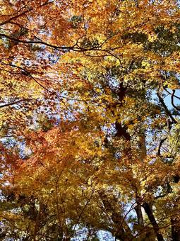 紅葉 紅葉の写真