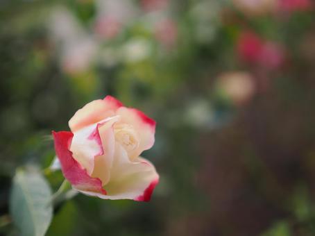 バラ園で咲くきれいな薔薇を撮った写真です バラ園で咲くきれいな薔薇を撮った写真です 花,薔薇,自然の写真素材