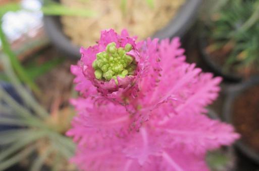 ハボタンの蕾の写真