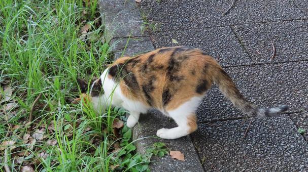 A careful cat that pays attention to the underground when patrolling, JPG