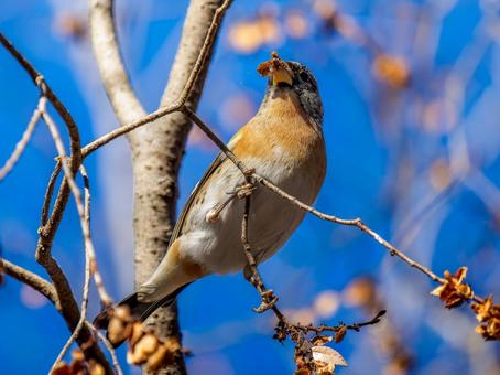 枝にとまるアトリ 枝にとまるアトリ アトリ,獦子鳥,花鶏の写真素材
