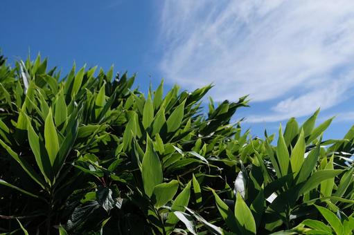 夏のクマササ 高山,晴れ,空の写真素材
