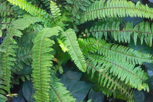 シダ植物の葉 シダ植物の葉の写真