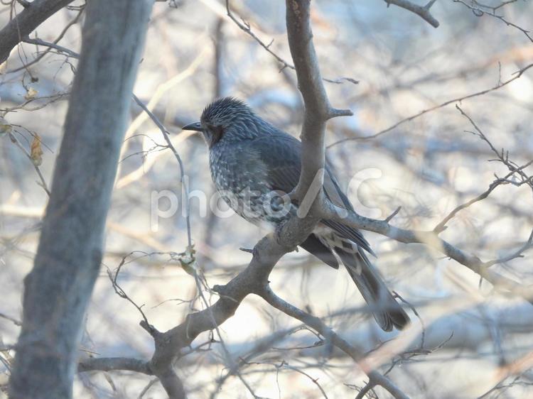 前橋市大室公園で撮ったヒヨドリ 風景,鳥,動物の写真素材