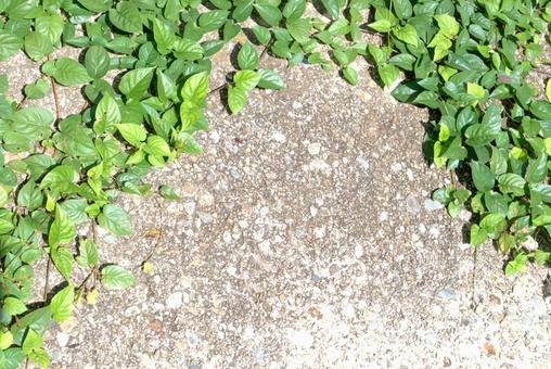 地面を這うツル植物の草 地面を這うツル植物の草 葉,地面,雑草の写真素材