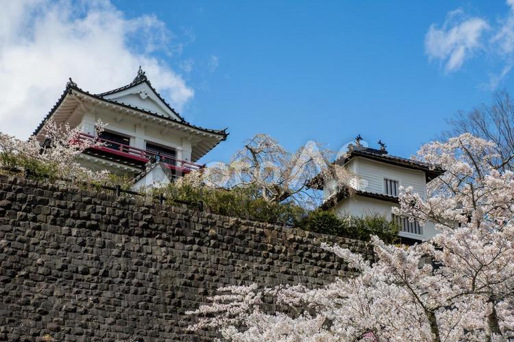 涌谷城跡の桜⒂ 城,涌谷城,涌谷町の写真素材