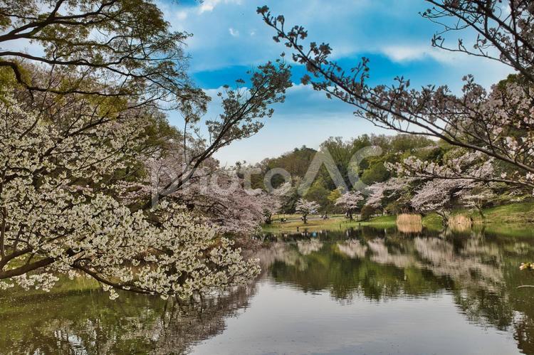 	桜に囲まれる下の池 桜,春,風景の写真素材