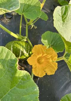 家庭菜園の夏野菜♪カボチャの実と雄花(縦 家庭菜園の夏野菜♪カボチャの実と雄花(縦 かぼちゃ,煮物,野菜の写真素材