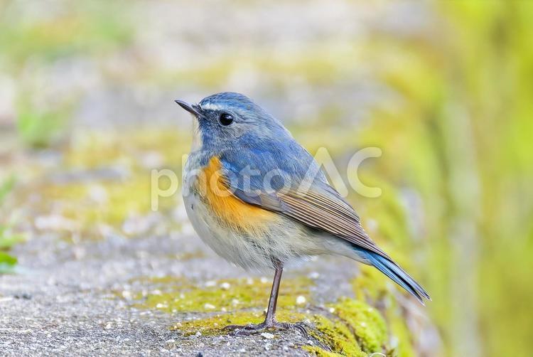 お腹を膨らますルリビタキ雄 ルリビタキ,瑠璃鶲,オスの写真素材