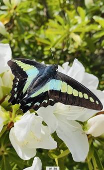 白いツツジの花に止まる蝶々 白いツツジの花に止まる蝶々の写真