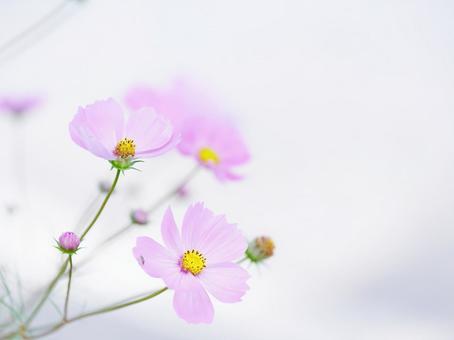cosmos, JPG cosmos, ब्रह्मांड, गुलाबी, सफेद, JPG